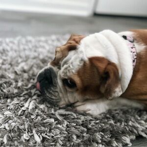 Meet your Posher, Fiore